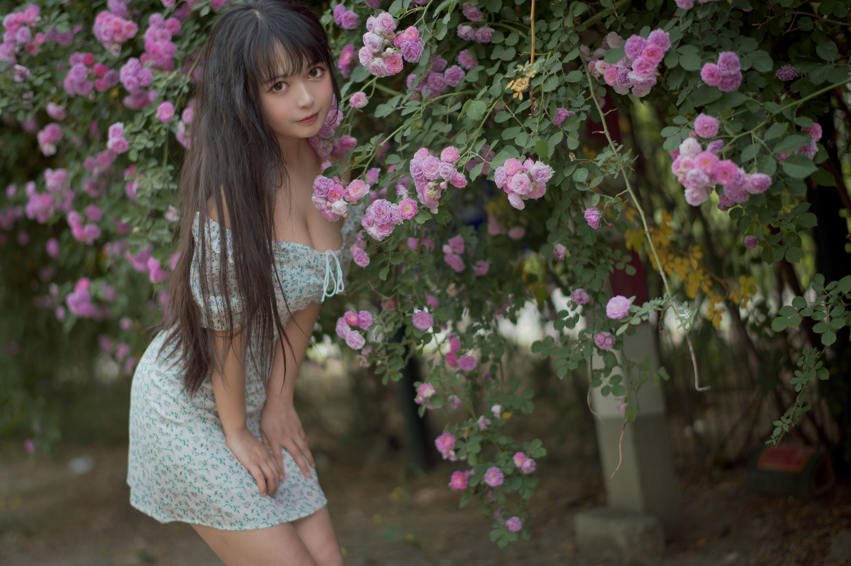 Meow Sugar Film] Vol. 338 Rozen Maiden