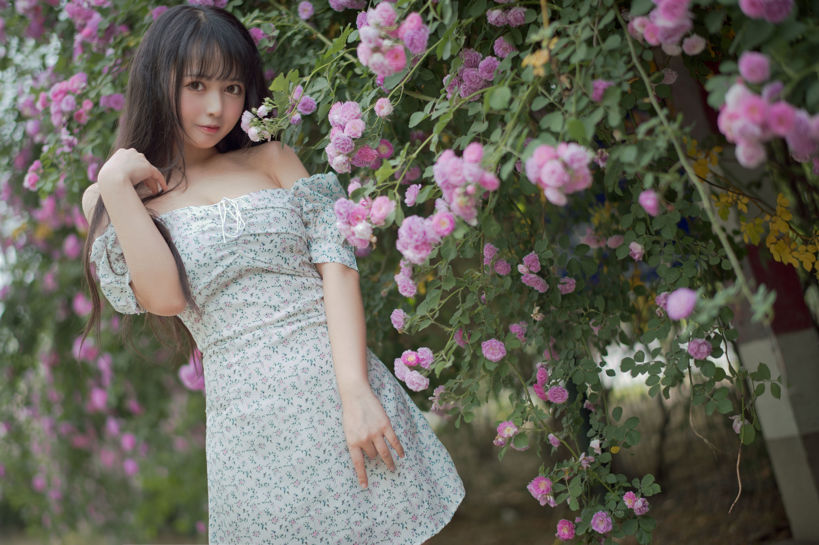 Meow Sugar Film] Vol. 338 Rozen Maiden