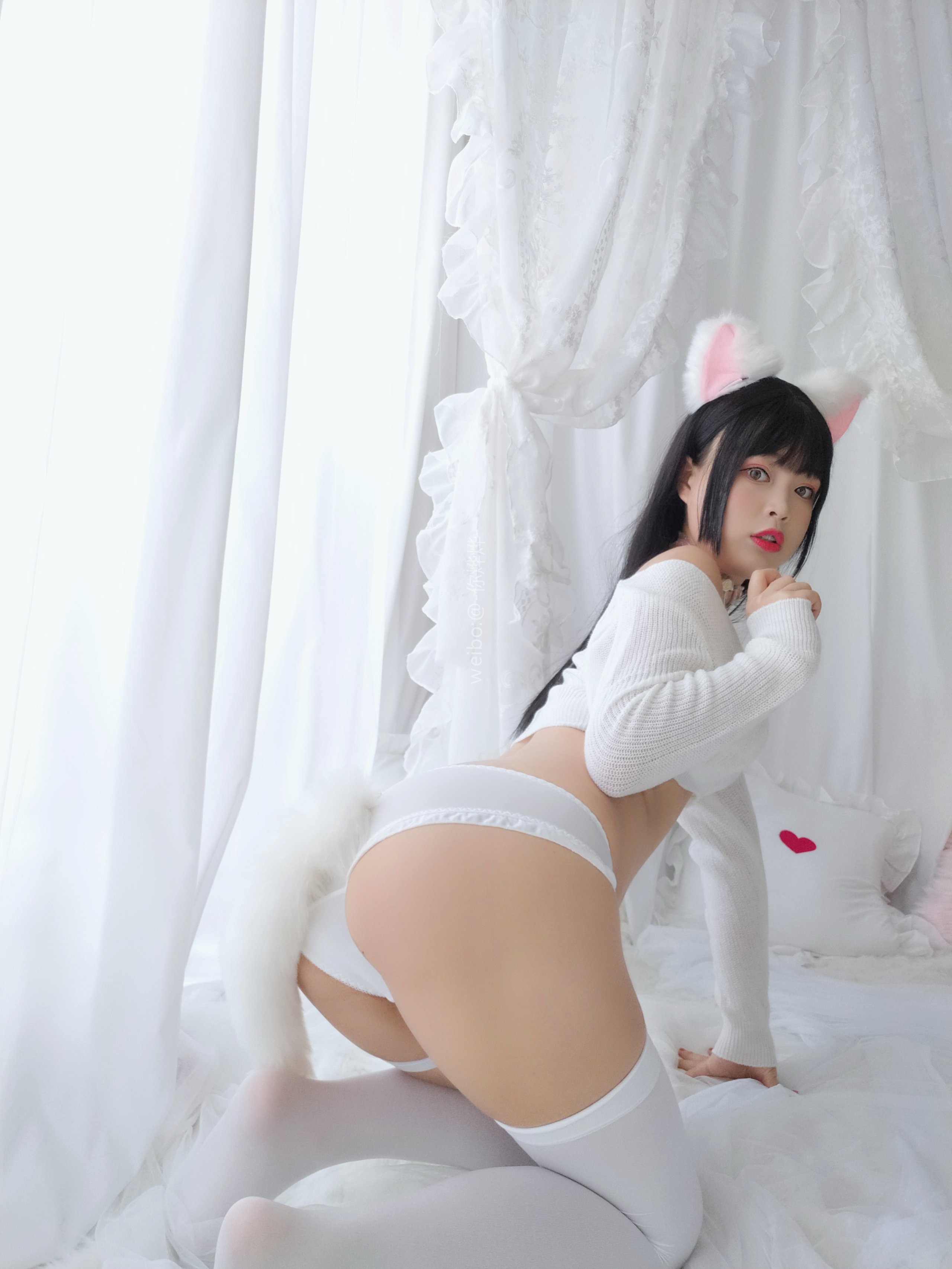 白烨- - 小奶猫
